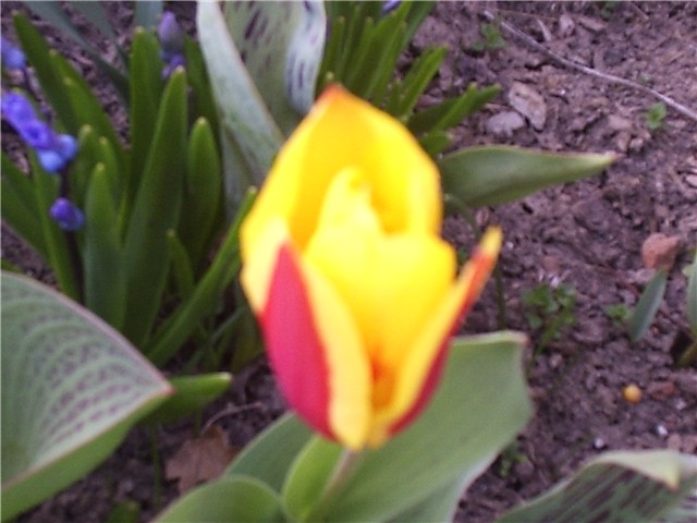 tulipan
